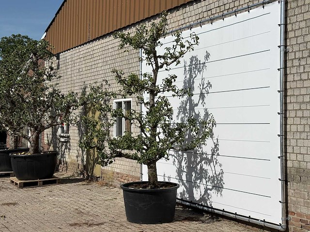 Perenboom conference xl - pyrus communis 'conference' - hoogte ca. 280 cm - afbeelding 2 van  4