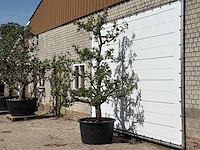 Perenboom conference xl - pyrus communis 'conference' - hoogte ca. 280 cm - afbeelding 2 van  4