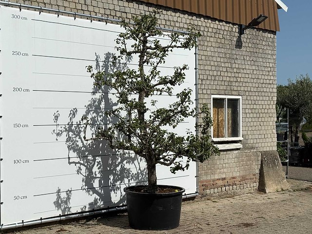 Perenboom conference xl - pyrus communis 'conference' - hoogte ca. 280 cm - afbeelding 3 van  4