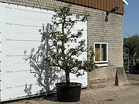 Perenboom conference xl - pyrus communis 'conference' - hoogte ca. 280 cm - afbeelding 3 van  4
