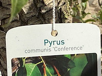 Perenboom conference xl - pyrus communis 'conference' - hoogte ca. 280 cm - afbeelding 4 van  4