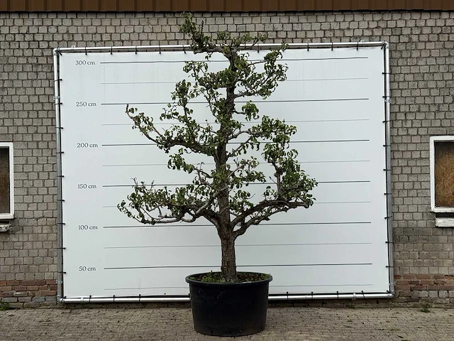 Perenboom conference xl - pyrus communis 'conference' - hoogte ca. 300 cm - afbeelding 1 van  4