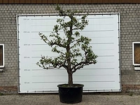 Perenboom conference xl - pyrus communis 'conference' - hoogte ca. 300 cm