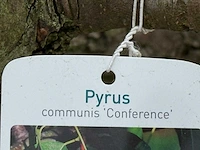 Perenboom conference xl - pyrus communis 'conference' - hoogte ca. 300 cm - afbeelding 2 van  4