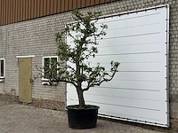 Perenboom conference xl - pyrus communis 'conference' - hoogte ca. 300 cm - afbeelding 3 van  4