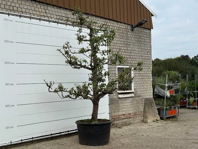 Perenboom conference xl - pyrus communis 'conference' - hoogte ca. 300 cm - afbeelding 4 van  4