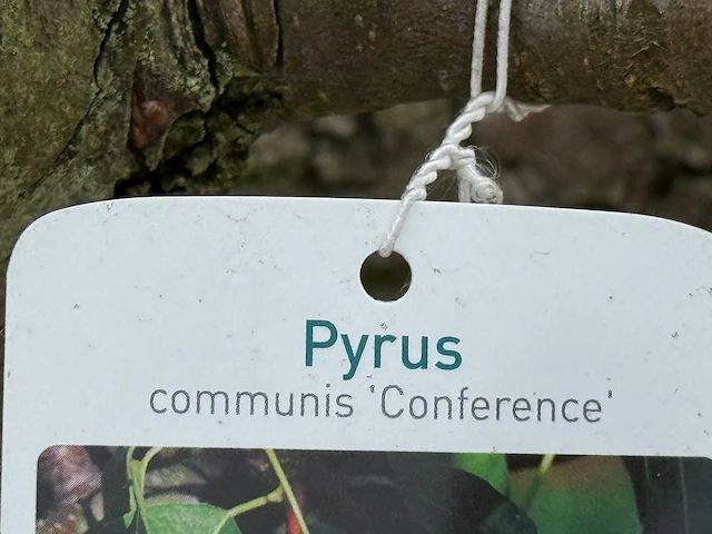 Perenboom conference xl - pyrus communis 'conference' - hoogte ca. 300 cm - afbeelding 2 van  3