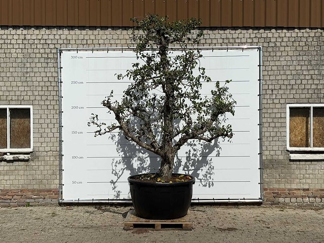 Perenboom conference xxl - pyrus communis 'conference' - hoogte ca. 280 cm - afbeelding 1 van  4