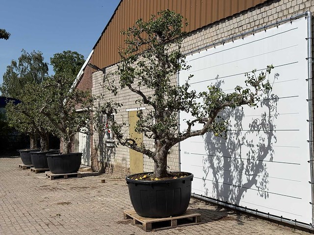 Perenboom conference xxl - pyrus communis 'conference' - hoogte ca. 280 cm - afbeelding 2 van  4