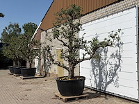 Perenboom conference xxl - pyrus communis 'conference' - hoogte ca. 280 cm - afbeelding 2 van  4