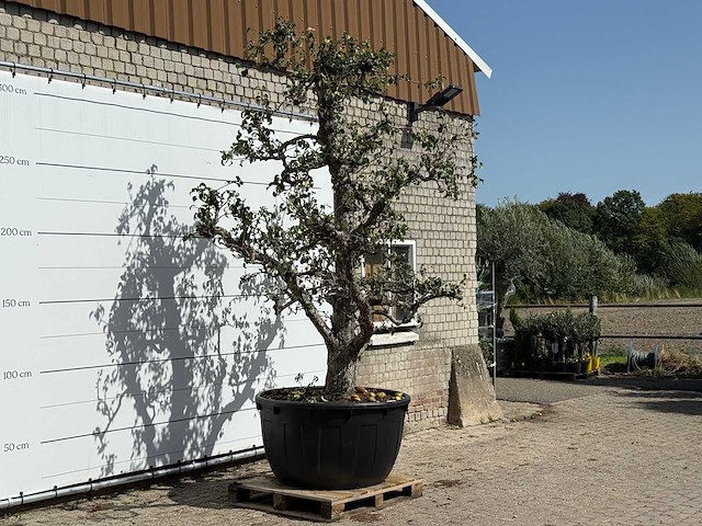 Perenboom conference xxl - pyrus communis 'conference' - hoogte ca. 280 cm - afbeelding 3 van  4