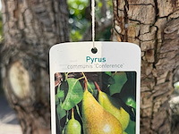 Perenboom conference xxl - pyrus communis 'conference' - hoogte ca. 280 cm - afbeelding 4 van  4