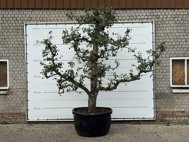 Perenboom conference xxl - pyrus communis 'conference' - hoogte ca. 300 cm - afbeelding 1 van  3