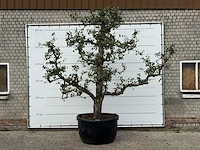 Perenboom conference xxl - pyrus communis 'conference' - hoogte ca. 300 cm