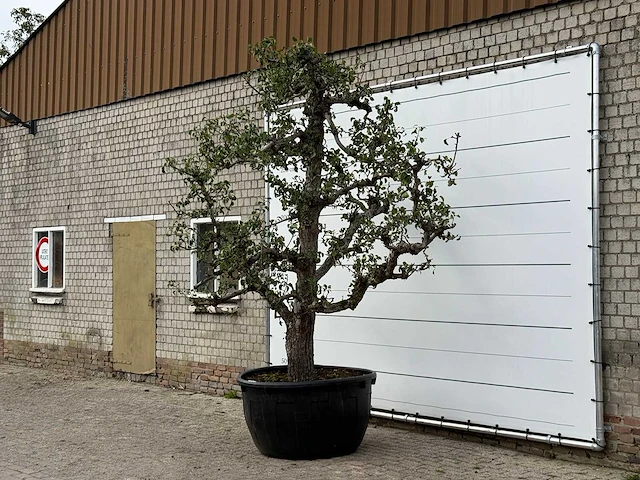 Perenboom conference xxl - pyrus communis 'conference' - hoogte ca. 300 cm - afbeelding 2 van  3