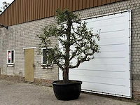 Perenboom conference xxl - pyrus communis 'conference' - hoogte ca. 300 cm - afbeelding 2 van  3