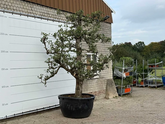 Perenboom conference xxl - pyrus communis 'conference' - hoogte ca. 300 cm - afbeelding 3 van  3