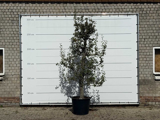 Perenboom doyenné du comice - pyrus communis 'doyenne du comice' - hoogte ca. 280 cm - afbeelding 1 van  4