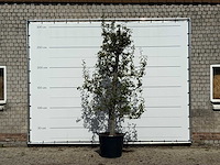 Perenboom doyenné du comice - pyrus communis 'doyenne du comice' - hoogte ca. 280 cm