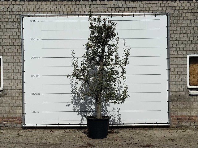 Perenboom doyenné du comice - pyrus communis 'doyenne du comice' - hoogte ca. 280 cm - afbeelding 2 van  4