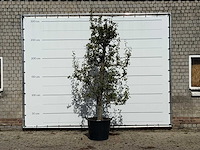 Perenboom doyenné du comice - pyrus communis 'doyenne du comice' - hoogte ca. 280 cm - afbeelding 2 van  4