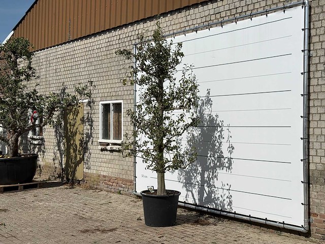 Perenboom doyenné du comice - pyrus communis 'doyenne du comice' - hoogte ca. 280 cm - afbeelding 3 van  4