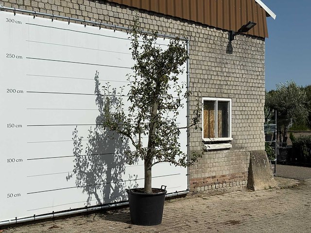 Perenboom doyenné du comice - pyrus communis 'doyenne du comice' - hoogte ca. 280 cm - afbeelding 4 van  4