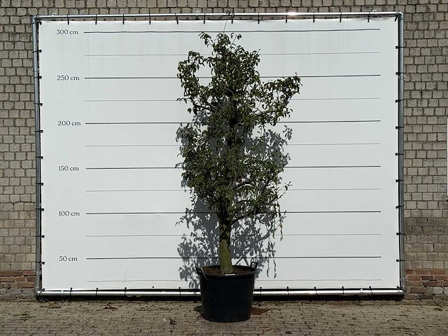 Perenboom doyenné du comice - pyrus communis 'doyenne du comice' - hoogte ca. 280 cm - afbeelding 1 van  3