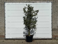 Perenboom doyenné du comice - pyrus communis 'doyenne du comice' - hoogte ca. 280 cm - afbeelding 1 van  3
