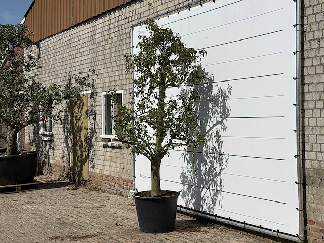 Perenboom doyenné du comice - pyrus communis 'doyenne du comice' - hoogte ca. 280 cm - afbeelding 2 van  3
