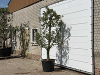Perenboom doyenné du comice - pyrus communis 'doyenne du comice' - hoogte ca. 280 cm - afbeelding 2 van  3