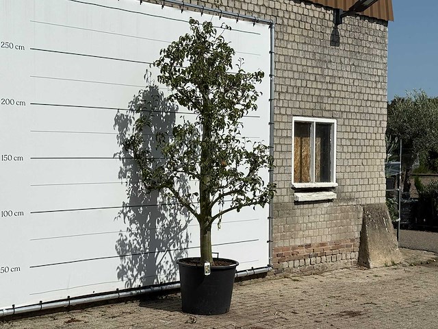 Perenboom doyenné du comice - pyrus communis 'doyenne du comice' - hoogte ca. 280 cm - afbeelding 3 van  3