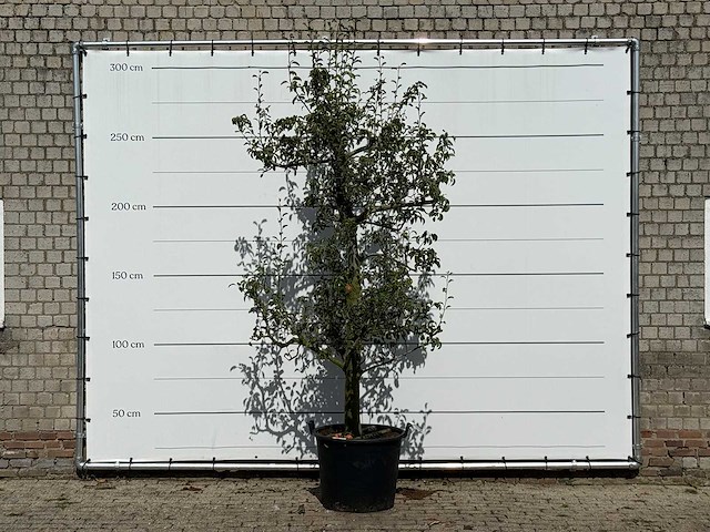 Perenboom doyenné du comice - pyrus communis 'doyenne du comice' - hoogte ca. 280 cm - afbeelding 1 van  3