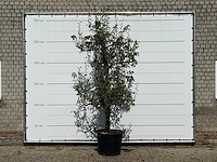 Perenboom doyenné du comice - pyrus communis 'doyenne du comice' - hoogte ca. 280 cm