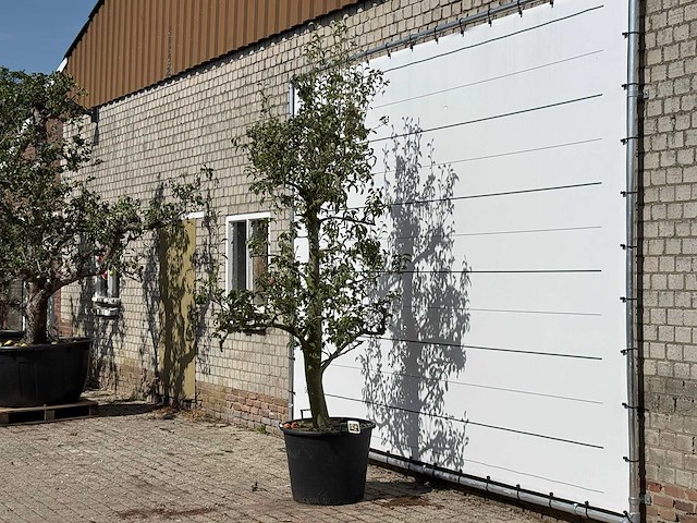 Perenboom doyenné du comice - pyrus communis 'doyenne du comice' - hoogte ca. 280 cm - afbeelding 2 van  3