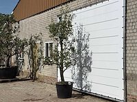 Perenboom doyenné du comice - pyrus communis 'doyenne du comice' - hoogte ca. 280 cm - afbeelding 2 van  3