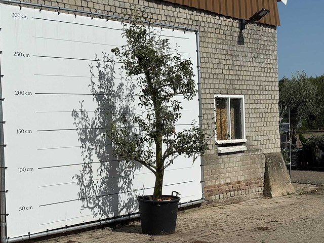 Perenboom doyenné du comice - pyrus communis 'doyenne du comice' - hoogte ca. 280 cm - afbeelding 3 van  3