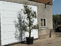 Perenboom doyenné du comice - pyrus communis 'doyenne du comice' - hoogte ca. 280 cm - afbeelding 3 van  3