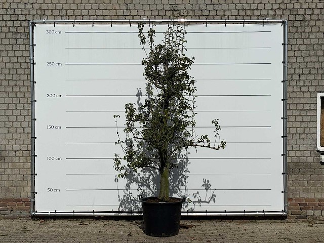 Perenboom doyenné du comice - pyrus communis 'doyenne du comice' - hoogte ca. 280 cm - afbeelding 1 van  3
