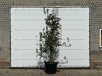 Perenboom doyenné du comice - pyrus communis 'doyenne du comice' - hoogte ca. 280 cm