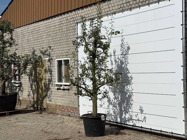 Perenboom doyenné du comice - pyrus communis 'doyenne du comice' - hoogte ca. 280 cm - afbeelding 2 van  3