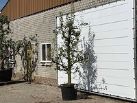 Perenboom doyenné du comice - pyrus communis 'doyenne du comice' - hoogte ca. 280 cm - afbeelding 2 van  3