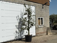 Perenboom doyenné du comice - pyrus communis 'doyenne du comice' - hoogte ca. 280 cm - afbeelding 3 van  3