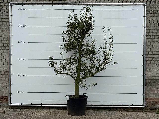 Perenboom doyenné du comice - pyrus communis 'doyenne du comice' - hoogte ca. 280 cm - afbeelding 1 van  4