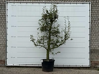 Perenboom doyenné du comice - pyrus communis 'doyenne du comice' - hoogte ca. 280 cm - afbeelding 1 van  4