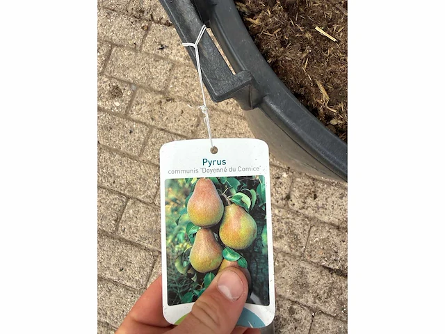 Perenboom doyenné du comice - pyrus communis 'doyenne du comice' - hoogte ca. 280 cm - afbeelding 2 van  4