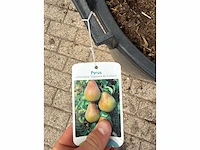 Perenboom doyenné du comice - pyrus communis 'doyenne du comice' - hoogte ca. 280 cm - afbeelding 2 van  4