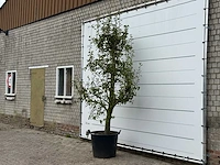 Perenboom doyenné du comice - pyrus communis 'doyenne du comice' - hoogte ca. 280 cm - afbeelding 3 van  4