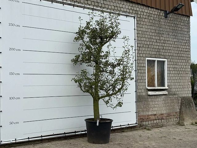 Perenboom doyenné du comice - pyrus communis 'doyenne du comice' - hoogte ca. 280 cm - afbeelding 4 van  4
