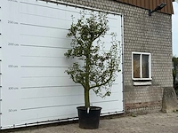 Perenboom doyenné du comice - pyrus communis 'doyenne du comice' - hoogte ca. 280 cm - afbeelding 4 van  4